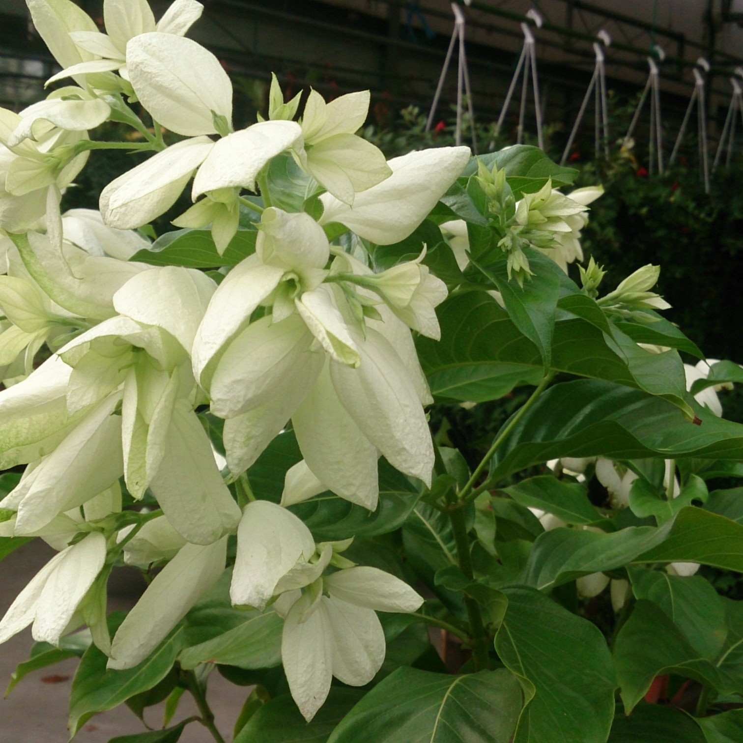 Exotic White Mussaenda Flower (Mussaenda philippica Aurorae )  Live Plant.